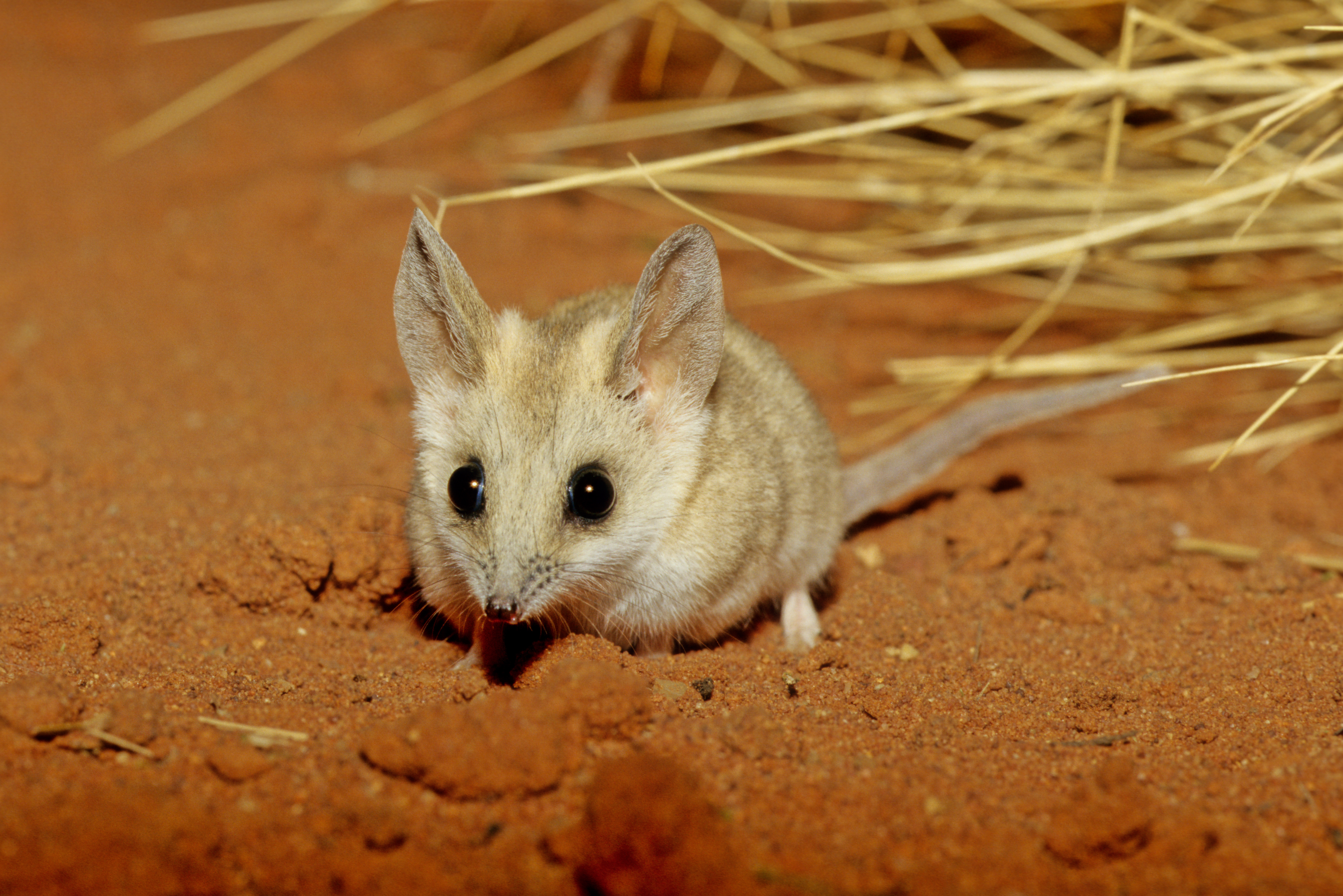The fat-tailed dunnart is a mouse-like marsupial of the Dasyuridae family that includes quolls and the Tasmanian devil. Adobe Stock Images