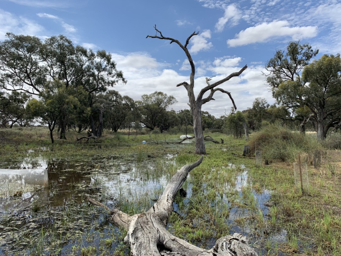 Restored wetlands reap benefits for climate, drought-resilience after just one year
