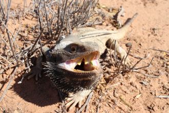 A bearded dragon wearing its study fitness tracker