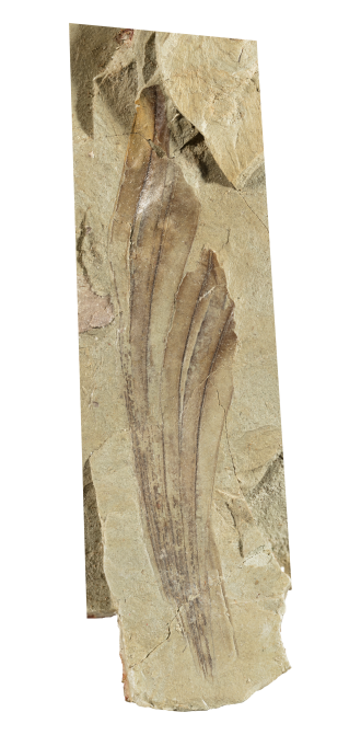 A fossil preserving part of a crest of Mirasaura