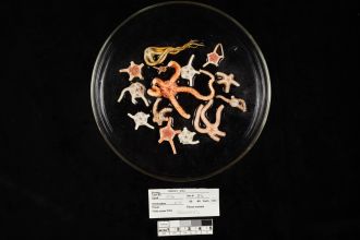 Ophurids (brittle stars) in petri dish.