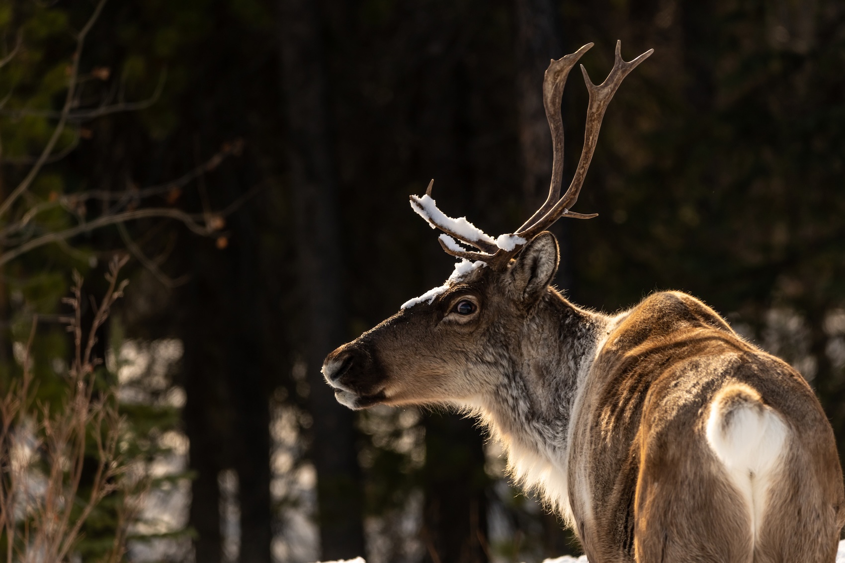aribou (Rangifer tarandus) in northern Canada during springtime. iStock image: Scalia Media.