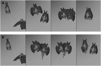 Sequence of social behavior. Illustration credit: Paulo C. Ditzel