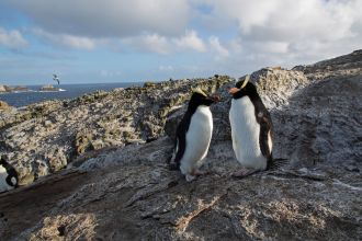 Erect-crested penguins