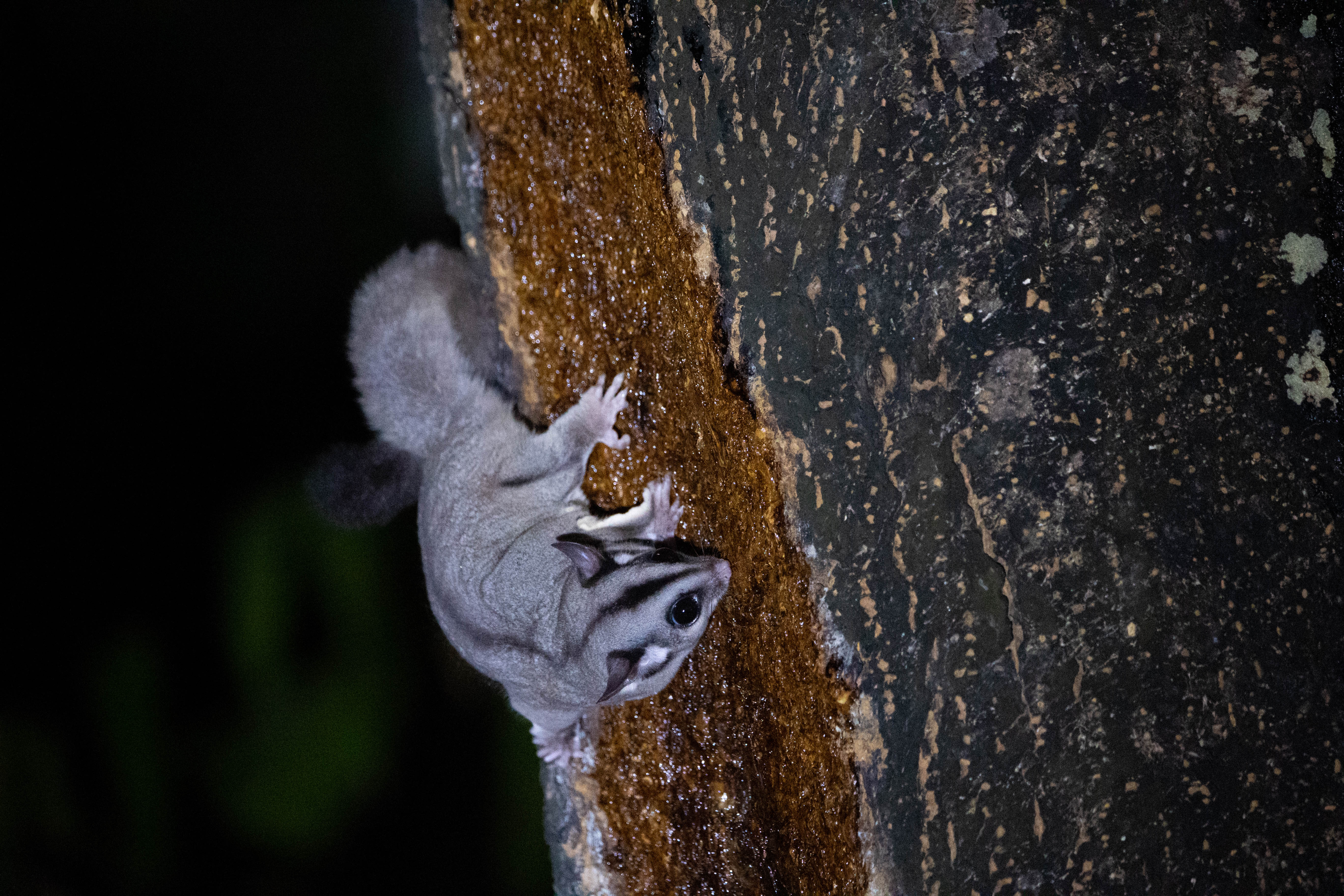 Krefft's Glider spotted in a forest survey. Credit: Dr Benjamin Wagner, University of Melbourne
