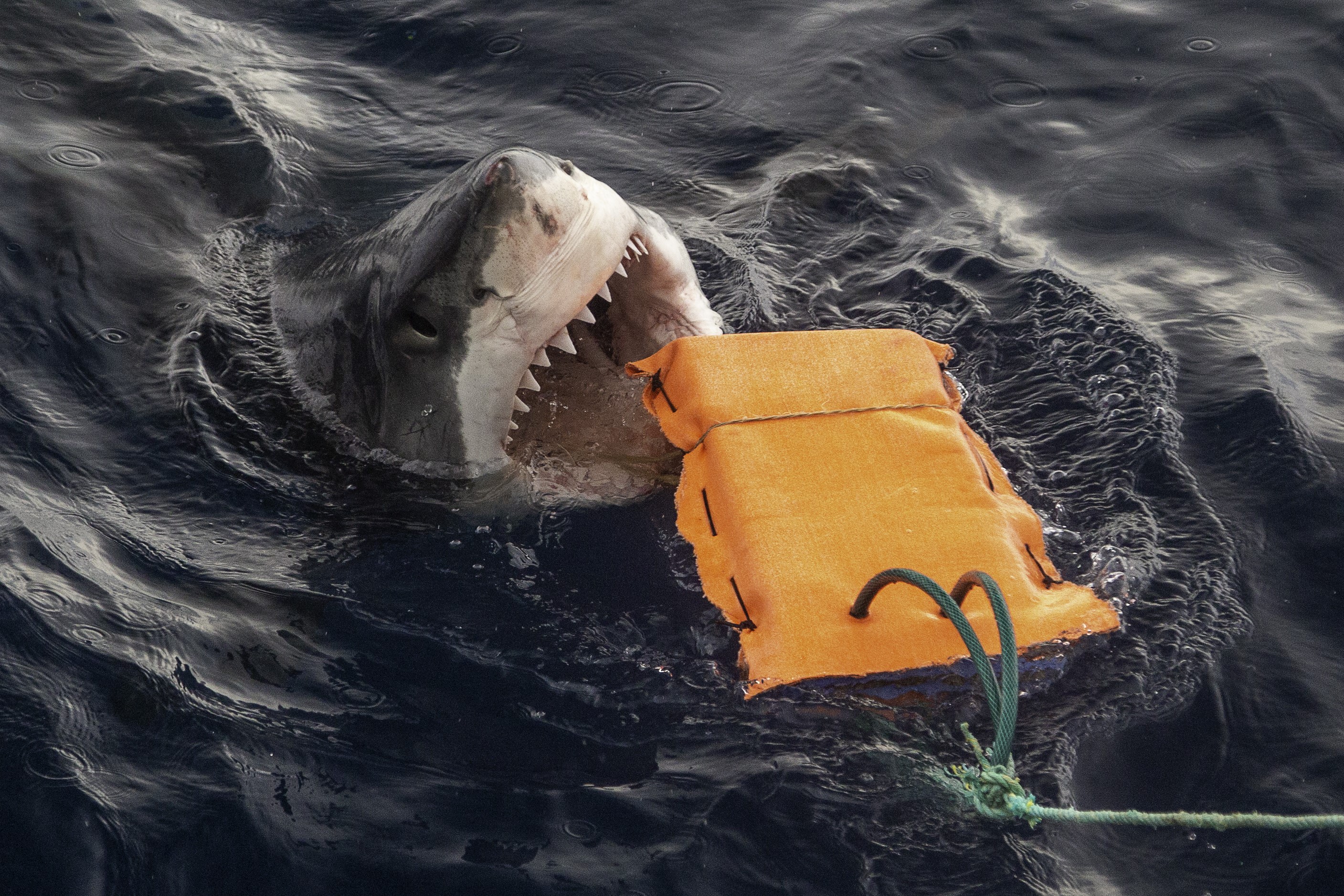 Shark fabric testing in South Australia. Photo Flinders University