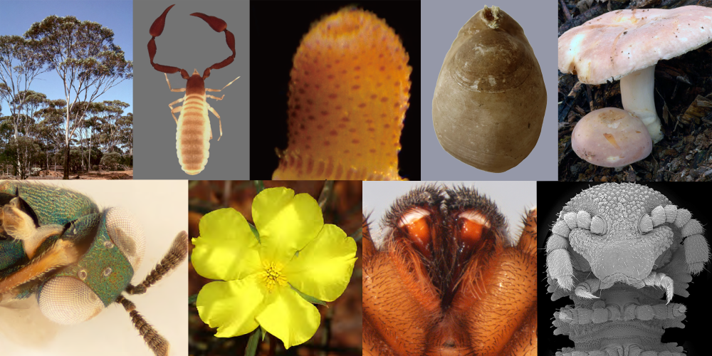 mages (L to R, top to bottom): Eucalyptus polita subsp. ocreata (D. Nicolle), Anatemnus capillatus (G.C. Redfern), Phascolion exmouthensis (P.-W. Hsueh & C.J. Glasby), Liothyrella southernsurveyori (T.J. Verhoeff), Russula discolor (N. Bougher), Psyllaephagus iridis (A.R. McClelland), Hibbertia subvillosa (R. Davis), Eucyrtops ksenijae (M.G. Rix & M.S. Harvey), Inodesmus urbanus ( J. Romero-Rincon & J.K. Douch).