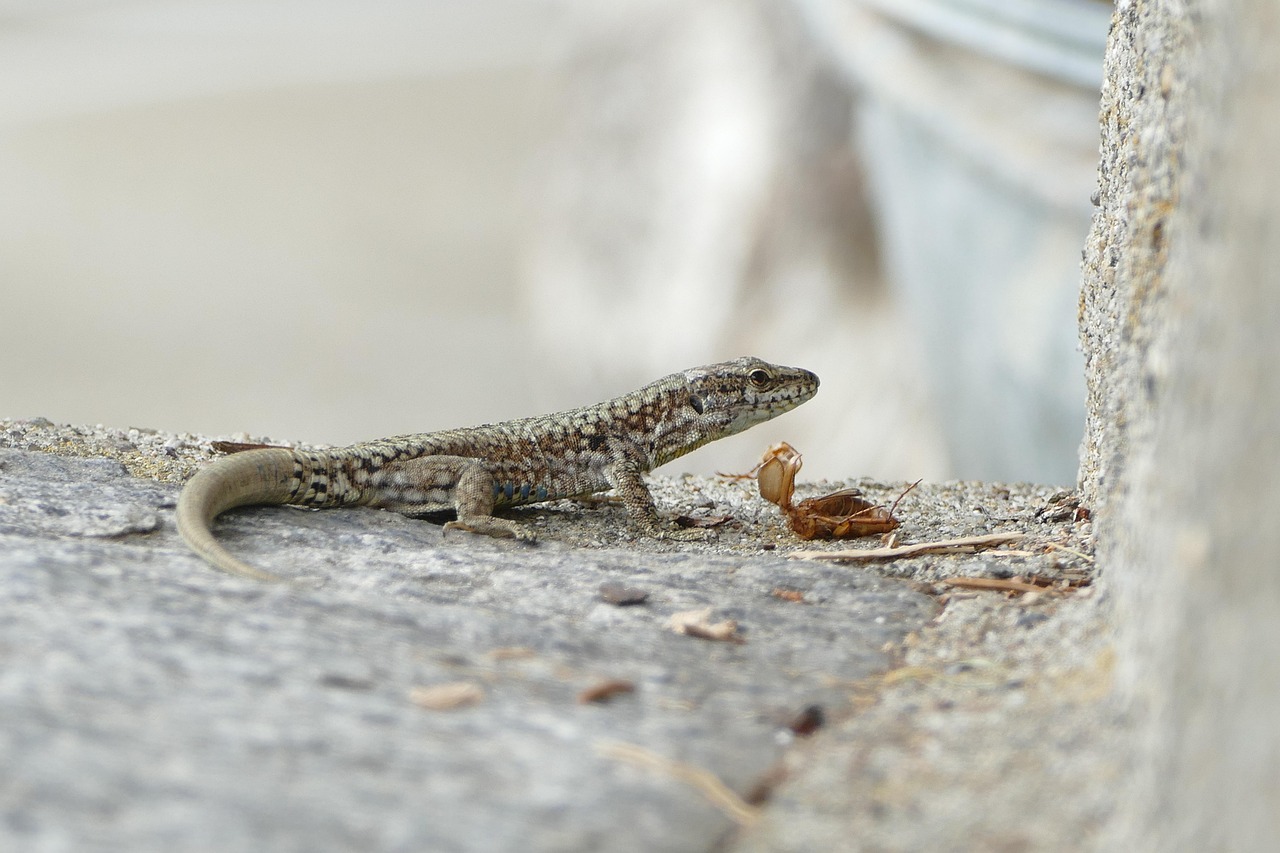 Image by Joël from Pixabay