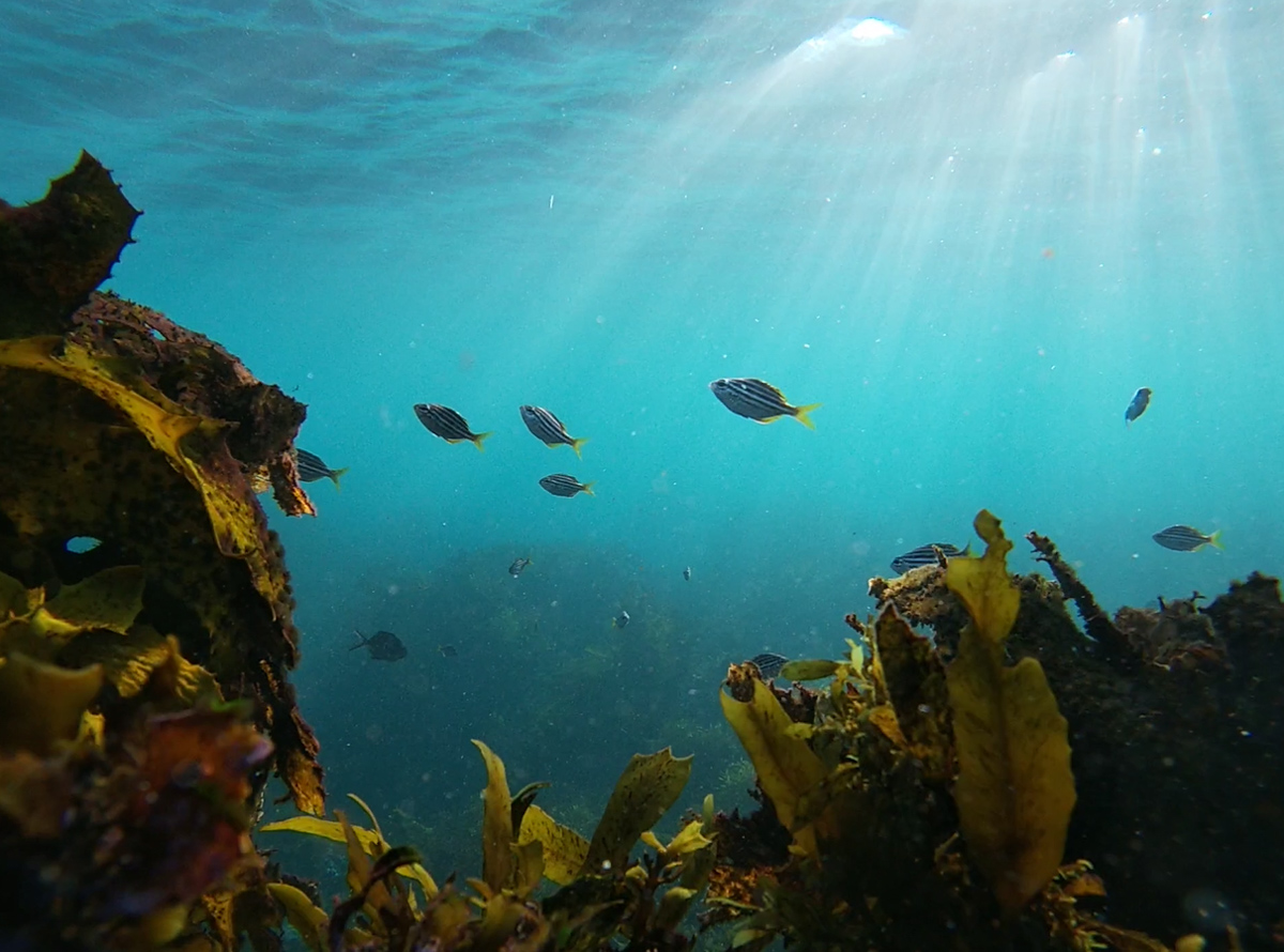 A school of Australian Mado in a temperate kelp forest in Narooma, New South Wales. Credit: Chloe Hayes.