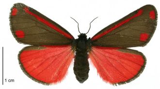 Cinnabar moth, introduced to NZ from England in 1926 to control ragwort.