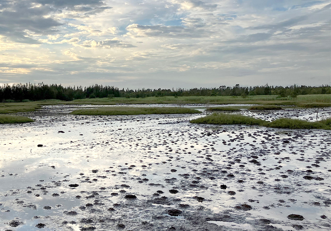 Yandina Creek wetland in Queensland, a coastal area under restoration at The Blue Heart research site.  (Photo credit: Dr Valerie Hagger )