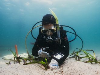 A new citizen science project led by UNSW Sydney is inviting beachgoers, snorkelers, and divers to help document the rare and remarkable blooms, by spotting and sharing photographs of seagrass flowers along Australia’s coasts.