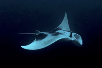 Mobula birostris Raja
