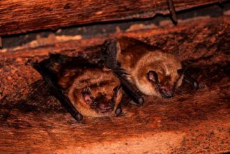 Setting up artificial roosts known as bat boxes in areas that get direct sun could be a fatal mistake for our native bats, say Aussie and international researchers. The scientists gently collected 22 bats from their homes and measured how much CO2 they breathed out so they could figure out their metabolic rates, as well as the amount of water they lost from their bodies during temperatures that ranged from 28 to 48°C. Additionally, they measured the internal temperatures of a number of bat boxes, both in shade, partial shade, and all day sun. The team found that the boxes that were in direct sunlight could reach temperatures above 40°C, which would likely hit above 50°C during an Aussie heatwave. They say the bats could have lost more than 50% of their body mass in that kind of heat, which would have killed them, as they cannot relocate during the day while they are asleep.