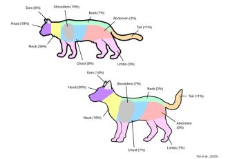 The review of vet hospital cases categorised the location of paralysis ticks on 