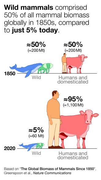 Wild mammal biomass
