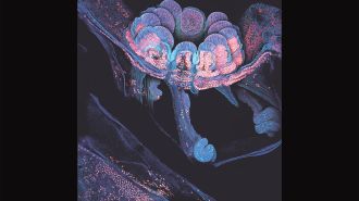 Cross section of a coral polyp