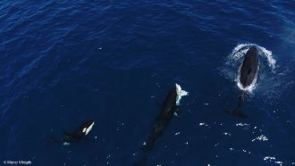 Orcas hunting white sharks