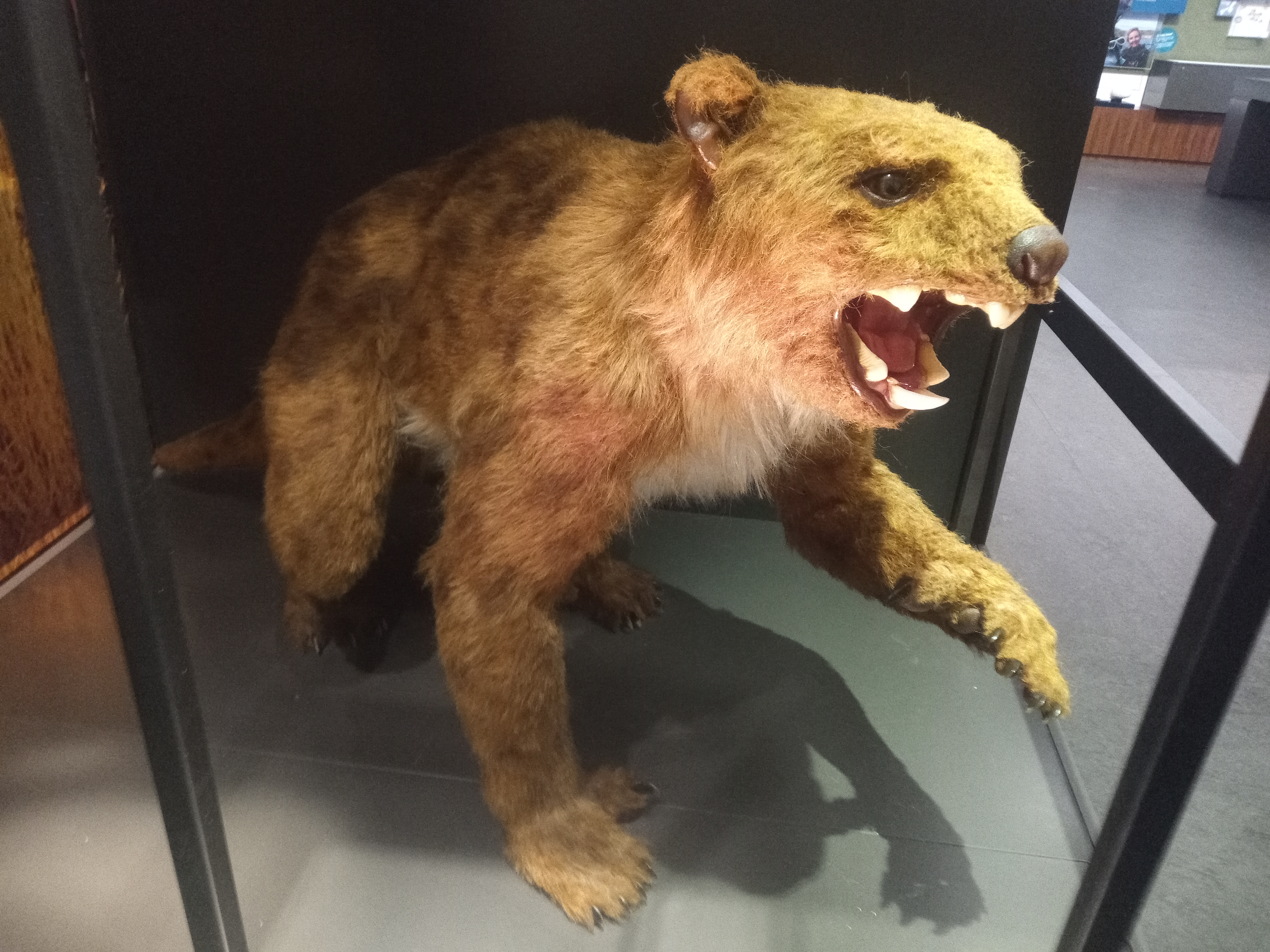 Thylacoleo carnifex sculpture at the Australian Museum. Credit:Xyxyzyz, CC0, via Wikimedia Commons