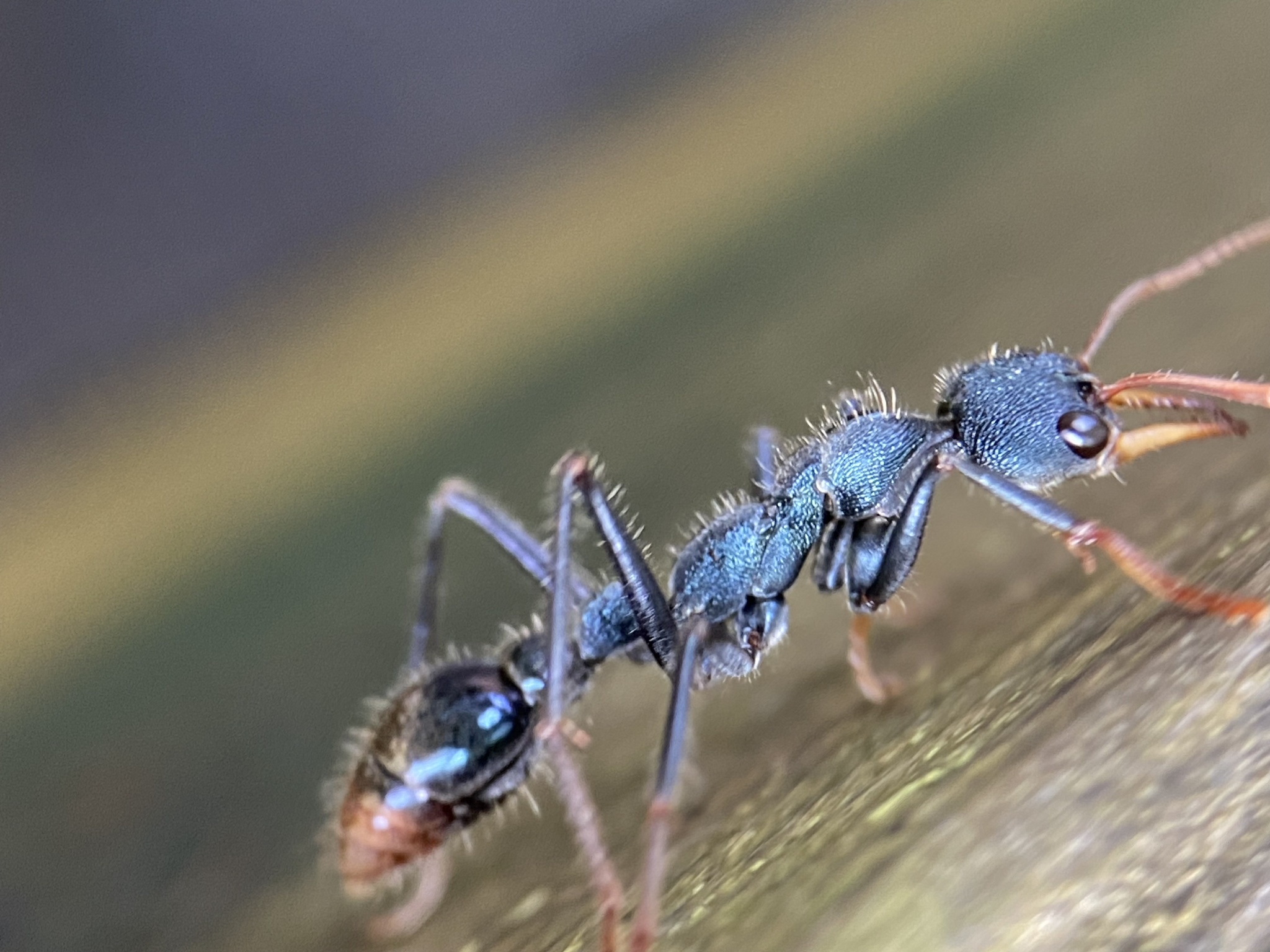 Observation by stephvg · no rights reserved - iNaturalist