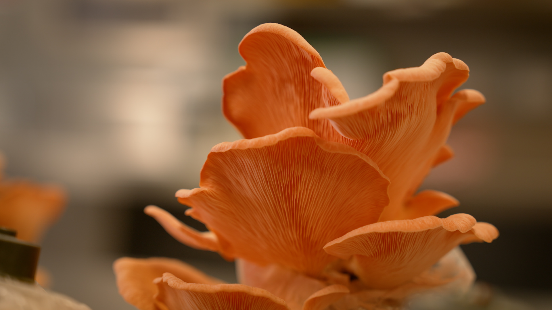 PhD candidate Waseem Ahmed is working to develop a circular economy by using cotton waste to grow mushrooms. By Charles Darwin University.