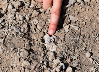 The First piece of the juvenile mandible