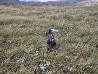 Albatross chick with satellite tracking device on back-1