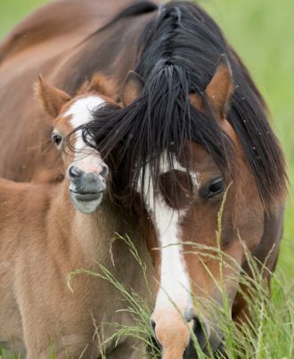 Affliative interactions between mare and foals 1