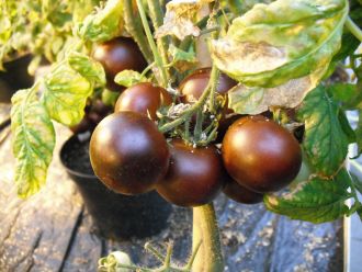 Purple tomatoes