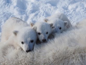 Three polar bear cubs gather around their tranquilized mother