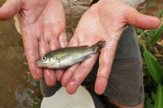 Researchers journey to remote Tropical Far North QLD to study Australia’s rarest and most geographically isolated freshwater fish.