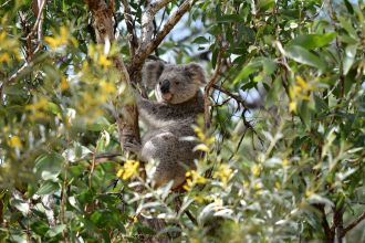 The koala population living in the Richmond Range National Park in NSW appears to have remained stable over a 10-year period, despite experiencing both the driest and wettest periods on record during that time, according to Australian research. The researchers extended a previous eight year monitoring project in the region by another two years across 2022-2023 to investigate any impact of the climate extremes. They say the stable koala numbers they saw in their survey could show the national park habitat is particularly suitable for koalas, but also that the long lifespan of koalas means population changes occur slowly. They say current research on koala population dynamics is likely not enough to truly understand how numbers are tracking, with multi-year monitoring programs scarce and often impacted by other conservation efforts that intervene in populations.
