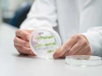 ​University of Queensland research has revealed that double-stranded RNA-based biopesticides (dsRNA) sprayed on plant leaves can travel right down into root systems. Led by Dr Chris Brosnan at UQ’s Queensland Alliance for Agriculture and Food Science, the work also disproves a long-standing misconception that dsRNA directly enters plant cells.​