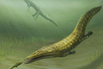 Fossils of an ancient marine amphibian that stalked the coasts of Western Australia 252 million years ago have been rediscovered after they went missing from museum collections for 50 years. The fossils were discovered in the 1960s and 1970s, and identified as a species of marine amphibian called Erythrobatrachus noonkanbahensis, a crocodile-like relative of modern salamanders and frogs that grew up to 2m in length and lived at the beginning of the Age of Dinosaurs. The fossils were missing for 50 years until they were found mislabeled in a museum collection in California. Reanalysis of the fossils reveals that they actually belong to two kinds of marine amphibians: Erythrobatrachus and Aphaneramma. The researchers say that Erythrobatrachus had a roughly 40cm head and was likely a broad-headed top-predator, while Aphaneramma was similar in size, with a long, thin snout for catching small fish.