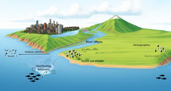 Conceptual model of river influences on seabird foraging, health and demography