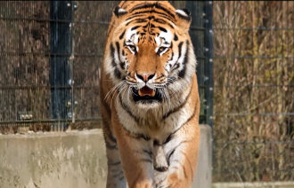 Wildlife trafficking is a USD$20 billion global industry that can be very hard to tackle. A new study by Adelaide University researchers has shown that pairing sniffer dogs with a simple air-sampling device could dramatically improve the detection of illegally trafficked wildlife hidden inside shipping containers.