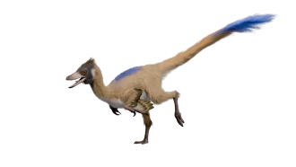 Life restoration of Alnashetri cerropoliciensis running, transparent background.