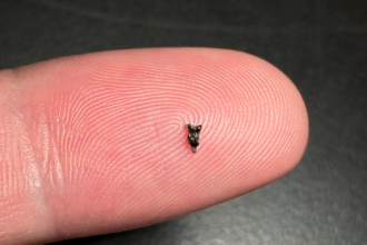 The earliest known relative of all primates, including us, is not a monkey, but a small, mouse-sized mammal called Purgatorius, and now US scientists have found one of its tiny tooth fossils in a place that offers fresh clues on how primates evolved. The tiny tooth - which could easily be mistaken for a fleck of dust - was found further south in North America than previous fossils, suggesting these ancient primates originated in the north and then spread southward, diversifying soon after the mass extinction that wiped out the dinosaurs 65 million years ago. The authors say the discovery helps fill the gap in understanding the geography and evolution of our earliest primate relatives.