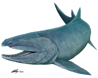 The oldest-known articulated bony fish, and an early example of teeth from a bony fish, have been found in a collection of fossils from China, according to two papers, including one with Aussie authors, with the fossils dating to around 444 to 419 million years ago. Bony fish, known as osteichthyans, make up around 98% of all vertebrates (backboned species), including most fish and all land vertebrates. The articulated bony fish fossil found in the collection, named Eosteus chongqingensis, is less than 3cm long and has fin spines, which are found in both bony fish and fish that just have cartilage and no bones. The researchers say this suggests it was around during the earliest stages of bony fish evolution. In a separate paper, researchers investigated an entire skull and trunk of a similar bony fish named Megamastax amblyodus, finding that the way the teeth are attached to the skull is different from the teeth of modern bony fish, revealing a critical step in the evolution of bony fish.