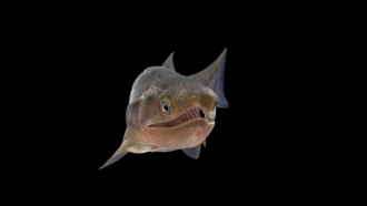 Life reconstruction of the oldest osteichthyan Eosteus chongqingensis