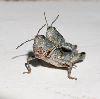 Pair of Sigaus nivalis