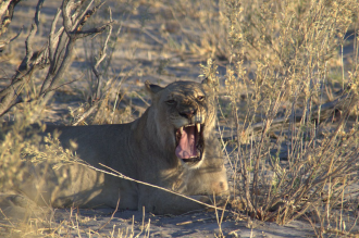 Lion in Botswana