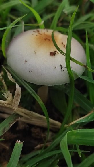 Psilocybe ochraceocentrata