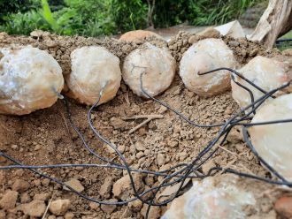 Fake nests suggest dinosaur eggs were best sunny side up