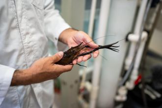Tomer Ventura of UniSC with a giant freshwater prawn