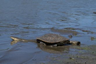 Broadshelled turtles at the site
