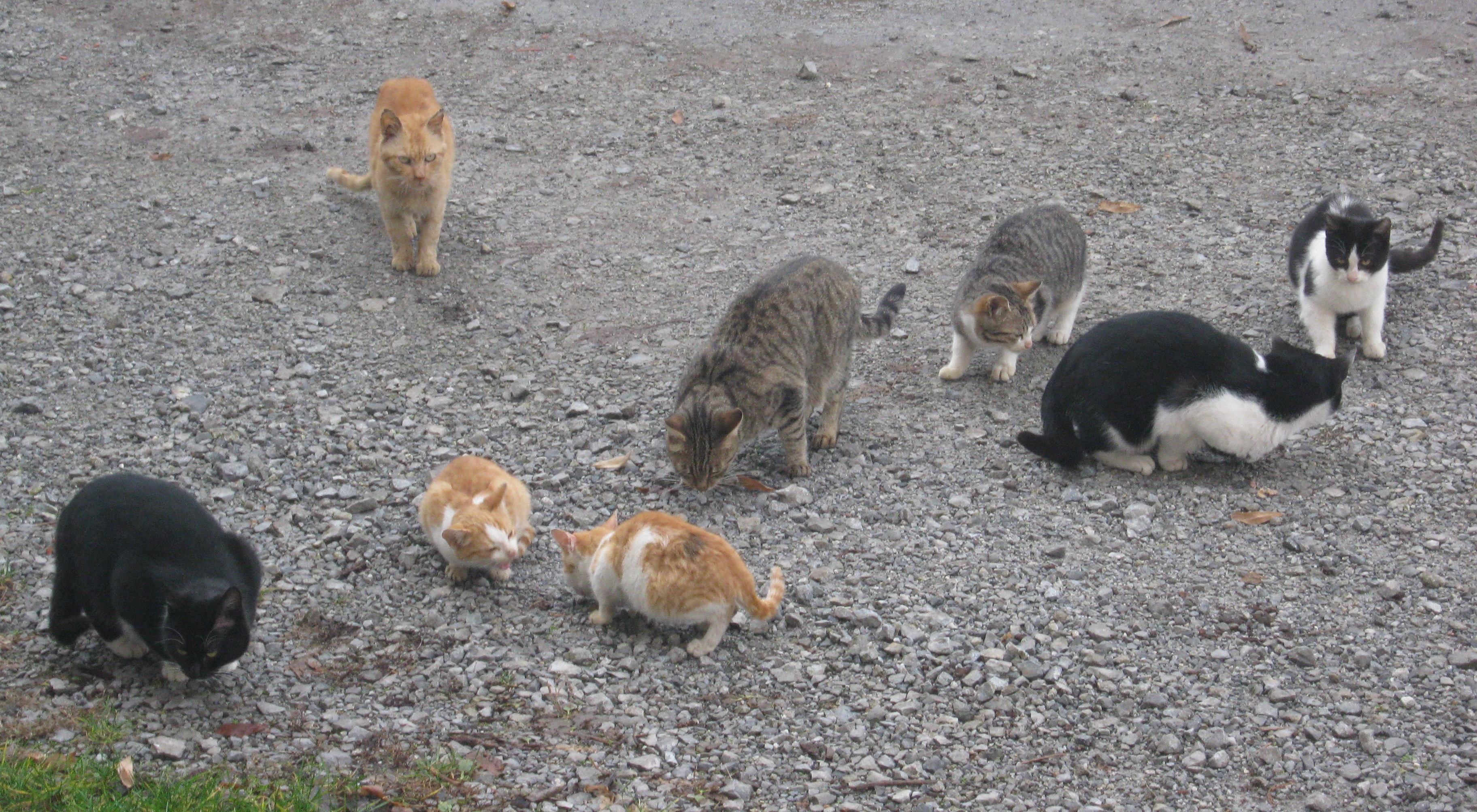 Photo by Boksi via Wikimedia Commons (Public Domain)