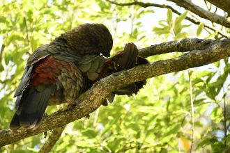 Kea 11