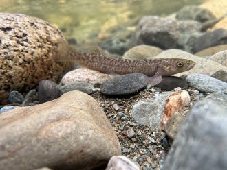 Kōaro from fish survey