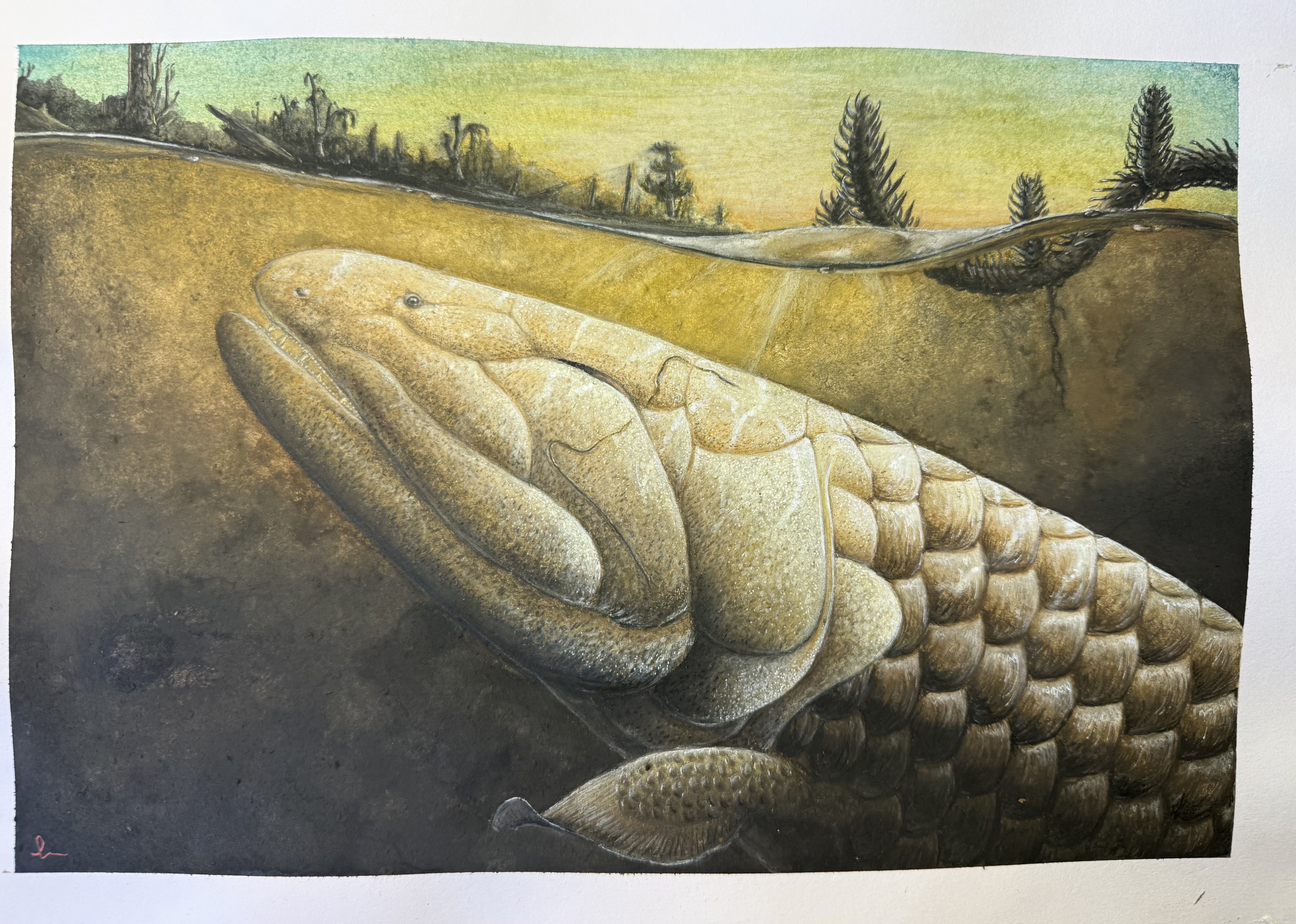 Newly created life reconstruction of Devonian tetrapodomorph fish Koharalepis jarviki. Courtesy palaeoartist Thomas Turner (Flinders University).